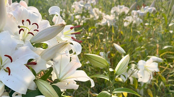 Set of 3 -  Joint Support Bundle